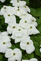 Aurora Flowering Dogwood (Cornus 'Rutban') at Lakeshore Garden Centres