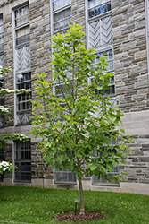Anilou Magnolia (Magnolia 'Anilou') at Lakeshore Garden Centres