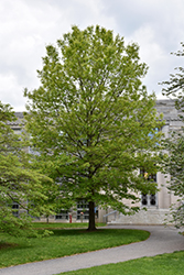 High Point Nuttall Oak (Quercus texana 'QNFTA') at Lakeshore Garden Centres