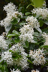 China Snow Chinese Fringetree (Chionanthus retusus 'China Snow') at Lakeshore Garden Centres