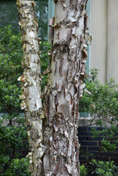 Dura Heat River Birch (Betula nigra 'Dura Heat') at Lakeshore Garden Centres