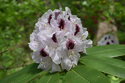 Calsap Rhododendron (Rhododendron 'Calsap') at Lakeshore Garden Centres