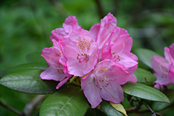 Polaris Rhododendron (Rhododendron 'Polaris') at Lakeshore Garden Centres