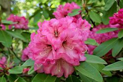 Pink Parasol Rhododendron (Rhododendron yakushimanum 'Pink Parasol') at Lakeshore Garden Centres