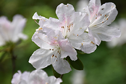 Dwarf Rhododendron (Rhododendron keiskei) at Lakeshore Garden Centres