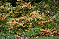 My Mary Azalea (Rhododendron 'My Mary') at Lakeshore Garden Centres
