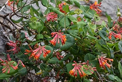 Superba Trumpet Honeysuckle (Lonicera sempervirens 'Superba') at Lakeshore Garden Centres