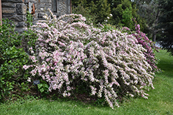 Variegated Weigela (Weigela florida 'Variegata') at Lakeshore Garden Centres