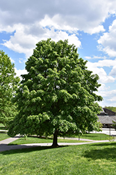 Pendent Silver Linden (Tilia petiolaris) at Lakeshore Garden Centres
