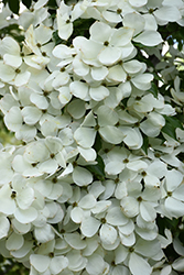 Constellation Flowering Dogwood (Cornus 'Constellation') at Lakeshore Garden Centres