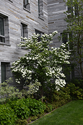 Constellation Flowering Dogwood (Cornus 'Constellation') at Lakeshore Garden Centres