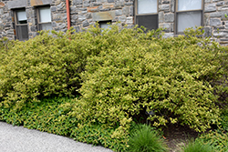 Henry's Garnet Virginia Sweetspire (Itea virginica 'Henry's Garnet') at Lakeshore Garden Centres