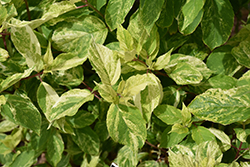 Summer Snow Hydrangea (Hydrangea paniculata 'Summer Snow') at Lakeshore Garden Centres