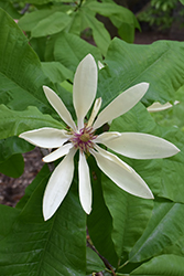 Umbrella Magnolia (Magnolia tripetala) at Lakeshore Garden Centres