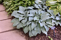 Blue Wedgewood Hosta (Hosta 'Blue Wedgewood') at Lakeshore Garden Centres