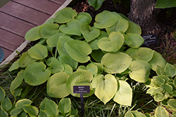 Bright Glow Hosta (Hosta 'Bright Glow') at Lakeshore Garden Centres