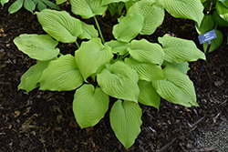 Piedmont Gold Hosta (Hosta 'Piedmont Gold') at Lakeshore Garden Centres