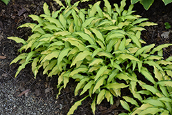 Kabitan Hosta (Hosta sieboldiana 'Kabitan') at Lakeshore Garden Centres
