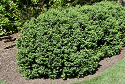Longwood Boxwood (Buxus sempervirens 'Longwood') at Lakeshore Garden Centres