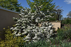 Igloo Doublefile Viburnum (Viburnum plicatum 'Igloo') at Lakeshore Garden Centres