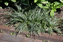 Mexican Sea Holly (Eryngium venustum) at Lakeshore Garden Centres