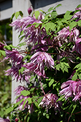 Purple Dream Clematis (Clematis 'Purple Dream') at Lakeshore Garden Centres