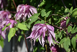 Purple Dream Clematis (Clematis 'Purple Dream') at Lakeshore Garden Centres
