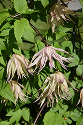 Pink Swing Clematis (Clematis 'Pink Swing') at Lakeshore Garden Centres