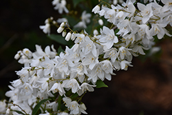 Slender Deutzia (Deutzia gracilis) at Lakeshore Garden Centres