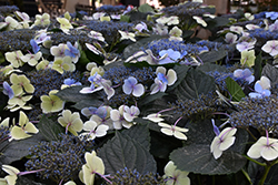 Tokyo Delight Hydrangea (Hydrangea macrophylla 'Tokyo Delight') at Lakeshore Garden Centres