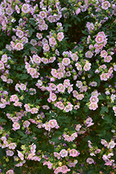 Cape Mallow (Anisodontea x hypomandarum) at Lakeshore Garden Centres