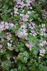 Variegated Creeping Inchplant (Callisia repens 'Variegata') at Lakeshore Garden Centres