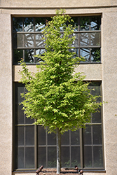 Persian Parrotia (Parrotia persica) at Lakeshore Garden Centres