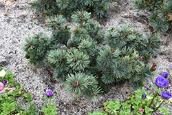 Dwarf Blue Japanese Stone Pine (Pinus pumila 'Dwarf Blue') at Lakeshore Garden Centres