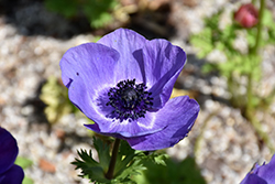 Windflower (Anemone coronaria) at Lakeshore Garden Centres