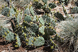 Tulip Prickly Pear Cactus (Opuntia phaeacantha) at Lakeshore Garden Centres