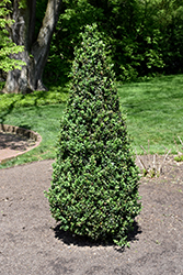 Pyramidalis Boxwood (Buxus sempervirens 'Pyramidalis') at Lakeshore Garden Centres
