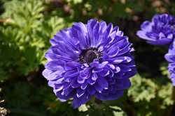 Blue Pandora Double Windflower (Anemone coronaria 'Blue Pandora Double') at Lakeshore Garden Centres