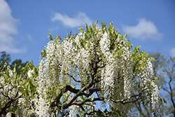 White Japanese Wisteria (Wisteria floribunda 'Alba') at Lakeshore Garden Centres