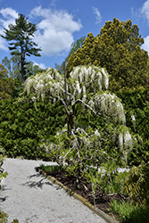 White Japanese Wisteria (Wisteria floribunda 'Alba') at Lakeshore Garden Centres