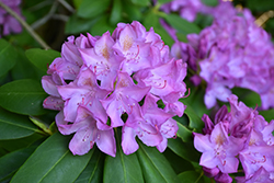 Purpureum Elegans Rhododendron (Rhododendron catawbiense 'Purpureum Elegans') at Lakeshore Garden Centres