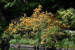Florida Flame Azalea (Rhododendron austrinum) at Lakeshore Garden Centres