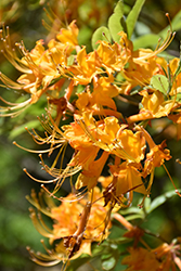 Florida Flame Azalea (Rhododendron austrinum) at Lakeshore Garden Centres