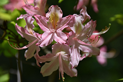 Choptank River Azalea (Rhododendron 'Choptank River') at Lakeshore Garden Centres