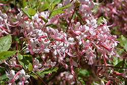 Pinxterbloom Azalea (Rhododendron periclymenoides) at Lakeshore Garden Centres