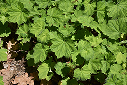 Hairy Alumroot (Heuchera villosa) at Lakeshore Garden Centres