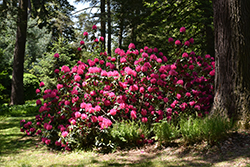 Cynthia Rhododendron (Rhododendron 'Cynthia') at Lakeshore Garden Centres