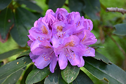 Grandiflorum Rhododendron (Rhododendron catawbiense 'Grandiflorum') at Lakeshore Garden Centres