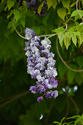 Double Japanese Wisteria (Wisteria floribunda 'Violacea Plena') at Lakeshore Garden Centres