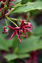 Florida Anise Tree (Illicium floridanum) at Lakeshore Garden Centres
